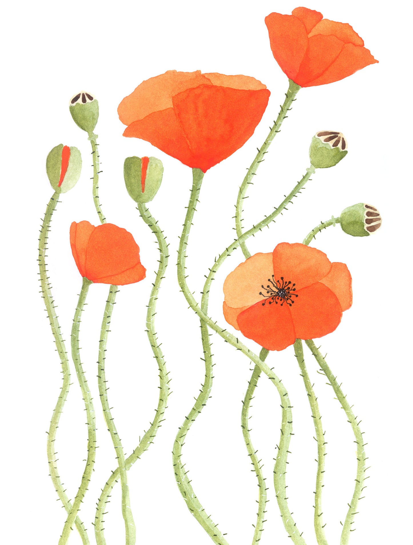 Poppies print