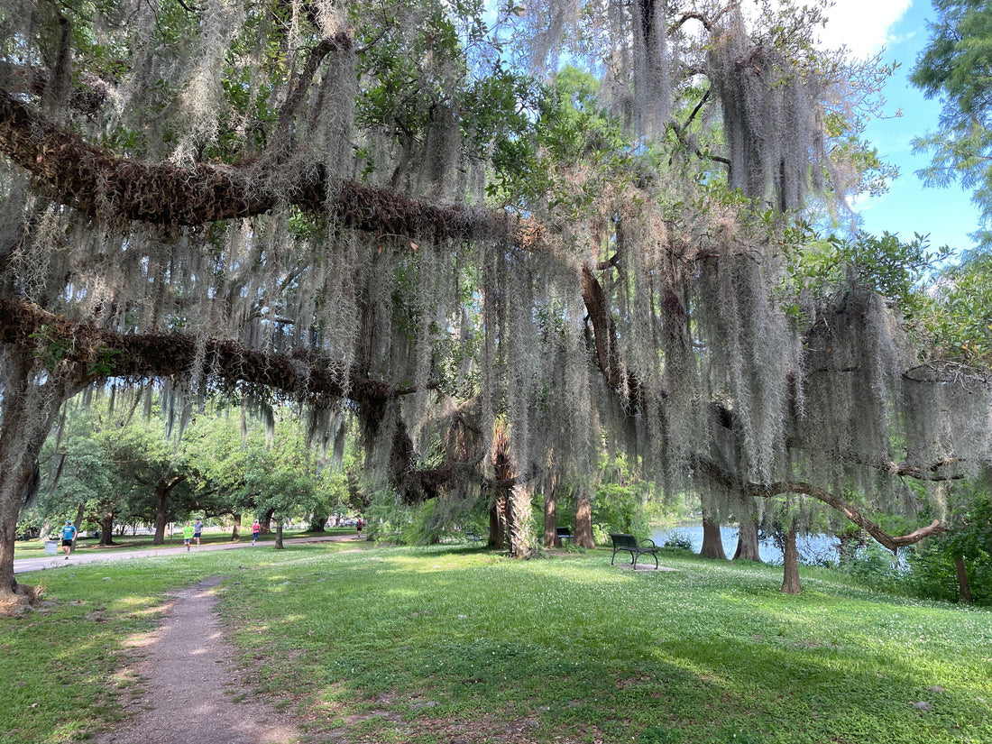 New Orleans park